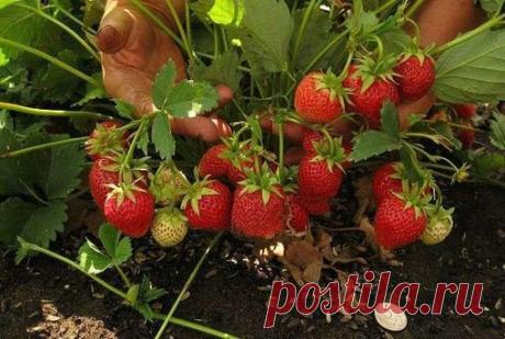 Как правильно пересадить клубнику: 

Для пересадки клубники необходимо брать молодые растения, так как старые не будут плодоносить. Оптимальный вариант – молодые кустики-двухлетки. Также можно пересадить однолетки, выросшие из усов. Но тогда нужно взять только тот куст, который растет от самого первого уса. Его корневая система развита лучше, а, значит, он имеет больше шансов прижиться. С последующих усов также можно взять кусты для пересадки, но многие из них не приживутся. 
Показать полностью…