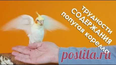 5 причин Не заводить попугая корелла