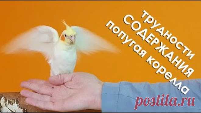 5 причин Не заводить попугая корелла