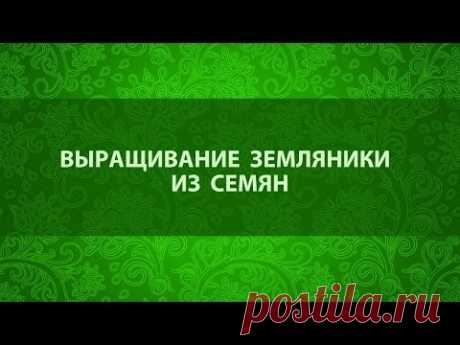 Выращивание земляники из семян. Сайт "Садовый мир"