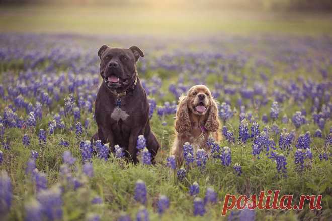 Bella's New Friend in Texas Bluebonnets Bella is on a Texas work assignment with me this week.  Made a stop along the way in this field of Spring Bluebonnets and Bella found a new friend!  They sat there side by side and it was so funny to see!