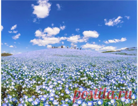 Япония славится не только сакурой. Например, в парке Хитачи можно увидеть и другие волшебной красоты цветы