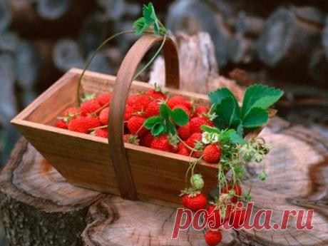 Варенье из лесной земляники | Домашние заготовки