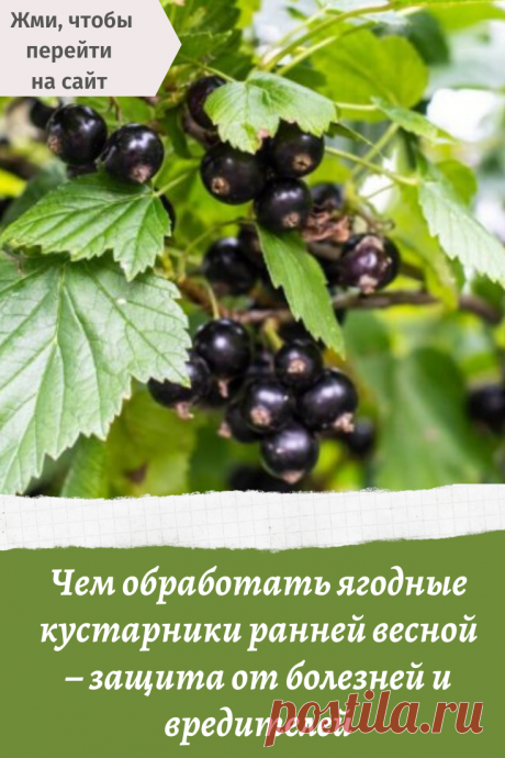 Чем обработать ягодные кустарники ранней весной – защита от болезней и вредителей