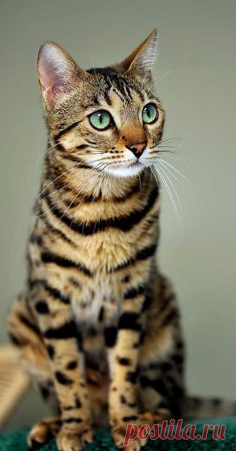 Bengal Cat