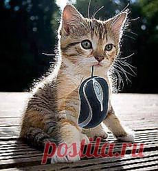 Популярное | Постила.ru