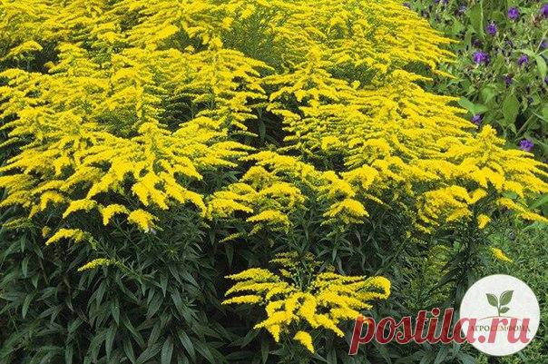 «Русская мимоза»

Так иногда называют растения солидаго, или золотарники, цветущие ярко-желтым цветом. Главное достоинство – обильное осеннее цветение. При этом они прекрасно стоят в срезке и декоративны в сухих композициях. Высота в зависимости от вида и сорта – от 40 см до 2 м и более.
Показать полностью…