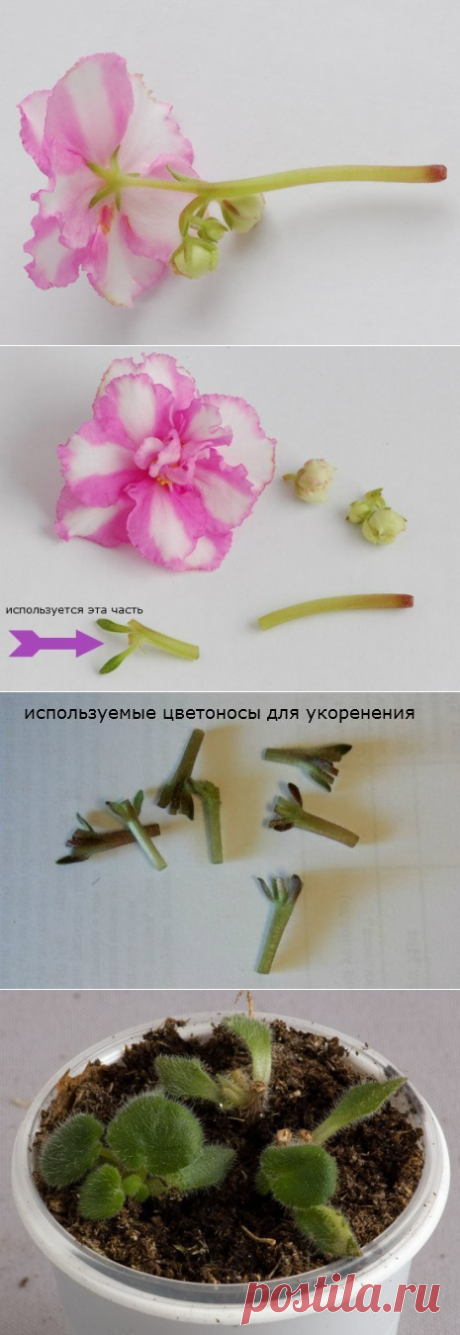 РАЗМНОЖЕНИЕ ФИАЛОК ЦВЕТОНОСАМИ ✨ СЕКРЕТ ОТ ПРОФЕССИОНАЛОВ..