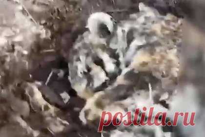 Застреленный 32-летним браконьером амурский тигр попал на видео. В Еврейской автономной области 32-летний браконьер застрелил амурского тигра. Мужчина убил краснокнижное животное из охотничьего ружья. Затем он решил спрятать тело и закопал его на территории Облученского района. Отмечается, что фигуранту грозит до четырех лет колонии и штраф до одного миллиона рублей.
