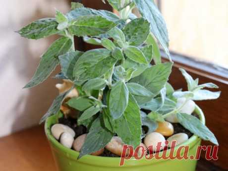 Мята длиннолистная (Mentha longifolia L.)