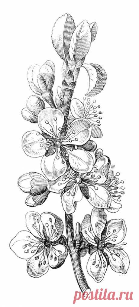 (785) Pinterest
