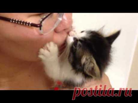 Kitten Kisses & Suckling