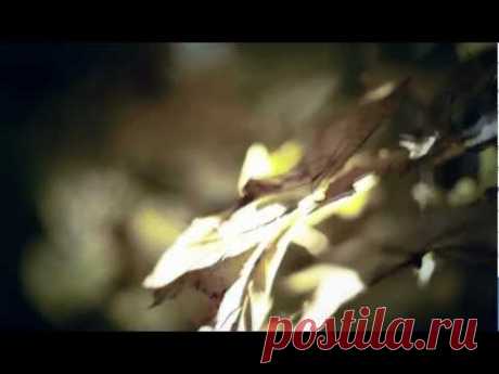 Ludovico Einaudi &quot;Walk&quot; (Official Video)