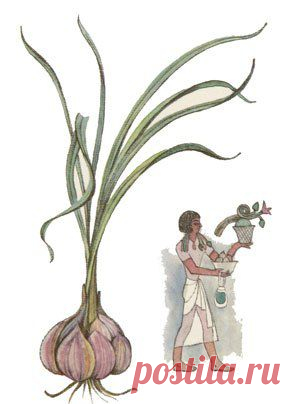 Радикулит. ЧЕСНОК, как лучший и быстрейший исцелитель от приступа РАДИКУЛИТА