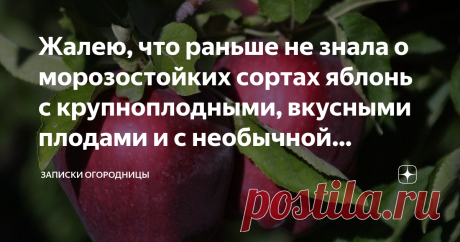 Жалею, что раньше не знала о морозостойких сортах яблонь с крупноплодными, вкусными плодами и с необычной красной мякотью и выс