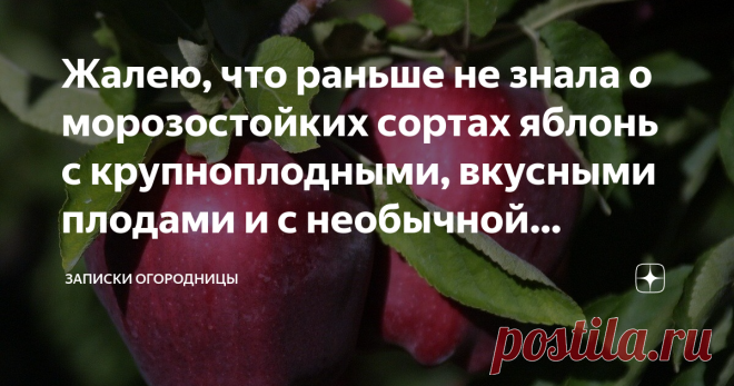 Жалею, что раньше не знала о морозостойких сортах яблонь с крупноплодными, вкусными плодами и с необычной красной мякотью и выс