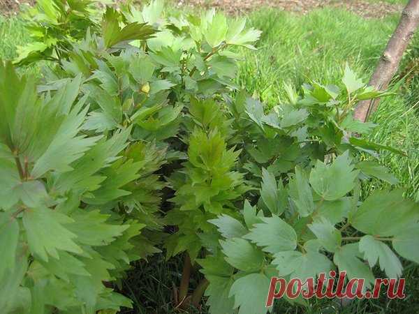 Любисток - это вам не просто зелень! | Procvetok | Яндекс Дзен