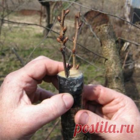 Идеи для дачи.