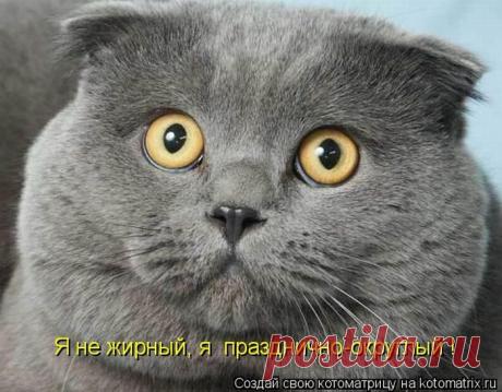 О чем думают коты и кошки