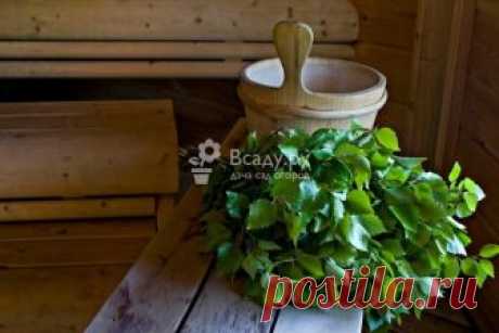 Березовые веники: заготовка, сроки, хранение, фото Заготовка березовых веников: сроки по признакам и календарю, правила хранения заготовок и веников. Как правильно связать и распарить березовый веник