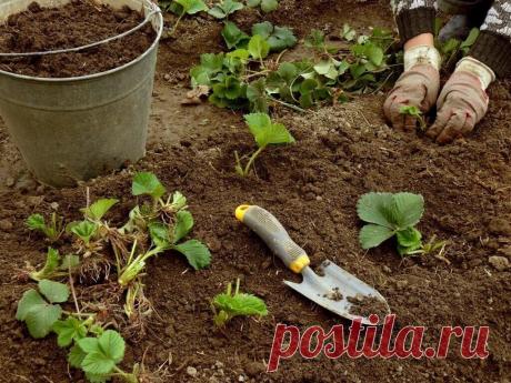 САЖАЕМ КЛУБНИКУ В АВГУСТЕ | OK.RU