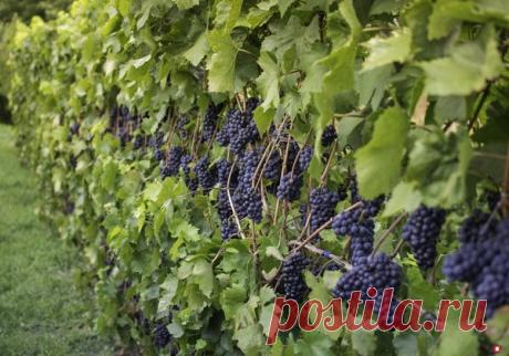 Сода и перекись водорода для защиты винограда | Твоя Дача | Яндекс Дзен