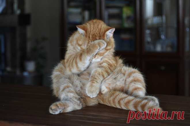 Позитивная подборка фото - рыжих котиков и кошечек во всей своей красе😸. | Амели.мр | Яндекс Дзен
