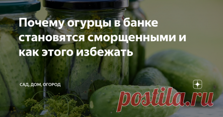 Почему огурцы в банке становятся сморщенными и как этого избежать Нередко хозяйки сталкиваются с тем, что маринованные огурцы становятся в банках сморщенными – некрасивыми и не аппетитными. Казалось бы, заготовка сделана по всем правилам, все пропорции соблюдены, а огурцы в банке выглядят совсем не привлекательно. Да и на вкус они так себе, ведь свою упругость такие огурчики утрачивают.
В чем же причина потери огурцами упругости?
Стоит знать, что далеко не все с