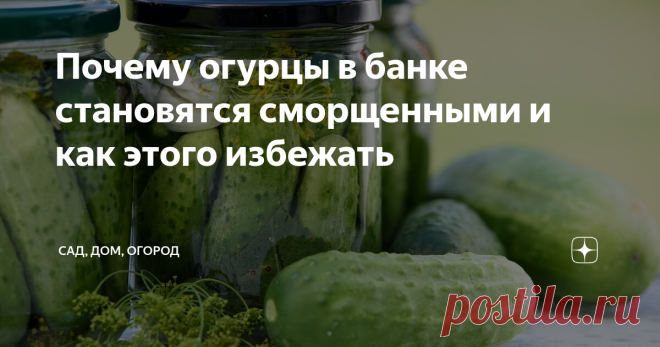 Почему огурцы в банке становятся сморщенными и как этого избежать Нередко хозяйки сталкиваются с тем, что маринованные огурцы становятся в банках сморщенными – некрасивыми и не аппетитными. Казалось бы, заготовка сделана по всем правилам, все пропорции соблюдены, а огурцы в банке выглядят совсем не привлекательно. Да и на вкус они так себе, ведь свою упругость такие огурчики утрачивают.
В чем же причина потери огурцами упругости?
Стоит знать, что далеко не все с