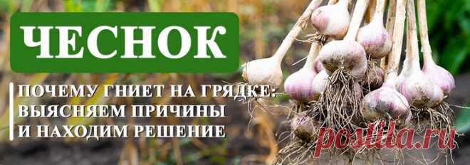 Почему гниет чеснок: выясняем причины и находим решения