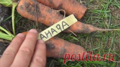 Лучшие сорта моркови Канада,Болтекс всегда сладкие в сравнении с обычными типа Шантане ред коред