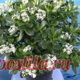 Лечебные свойства денежного дерева
