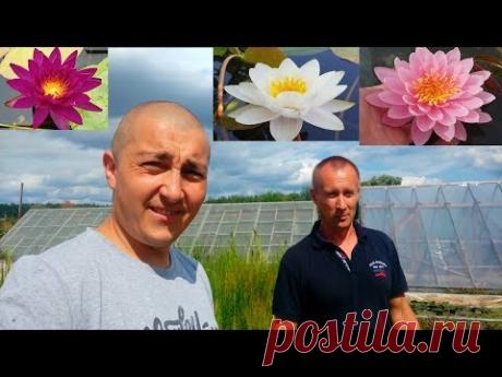 Посетил питомник WATERLILIA Украина! Водяные ЛИЛИИ, КУВШИНКИ, КАРПЫ КОИ! - YouTube