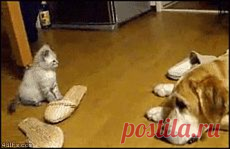 Нефертити НАТАЛиЯ — «Провокатор.........миленький !!!!» на Яндекс.Фотках