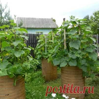 Home&garden Сайт о растениях.