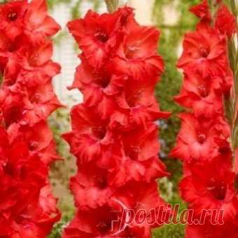 Gladiolus Corazon Гладиолус Коразон