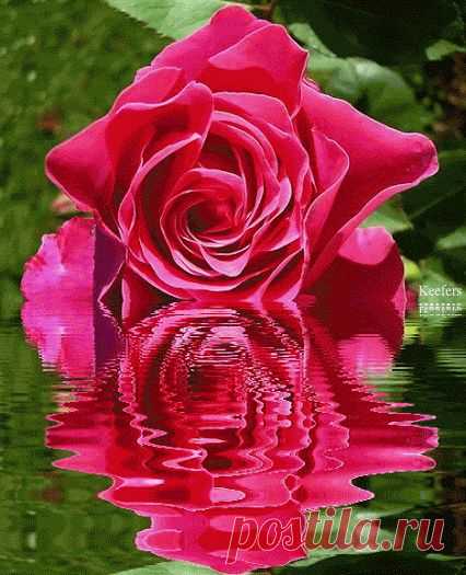 Утренние росы стали холоднее...
Август. Дни короче. Раньше вечереет.
Не дают уснуть мне звонкие цикады.
Как красивы в это время звездопады!
Паутинкой тонкой улетает лето.
Меньше стало солнца и тепла, и света.
Что поделать... Это каждый год бывает.
Август. Грустно очень. Осень наступает.﻿