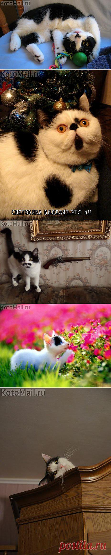 Игривые пятнышки!!!