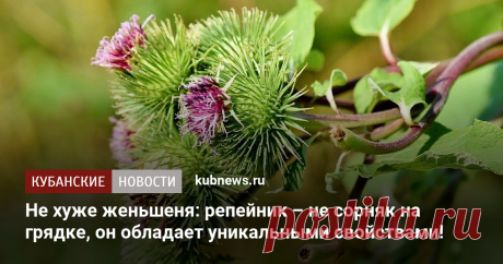 Не хуже женьшеня: обычный репейник обладает уникальными целебными свойствами!
