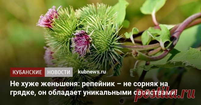 Не хуже женьшеня: обычный репейник обладает уникальными целебными свойствами!