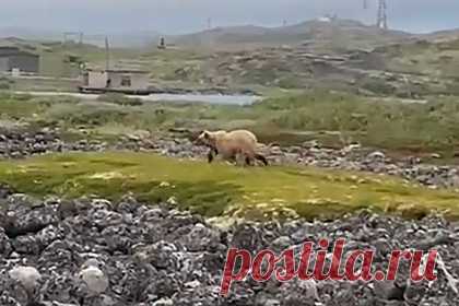 Очевидцы засняли в Заполярье игнорирующего людей медведя. В селе Териберка Мурманской области очевидцы засняли на видео гуляющего медведя, который проигнорировал местных жителей. На кадрах видно, как медведь уверенно движется вперед медленным шагом. Зверь даже не заметил северян, которые принялись неподалеку от него снимать гуляющего хищника на камеру.