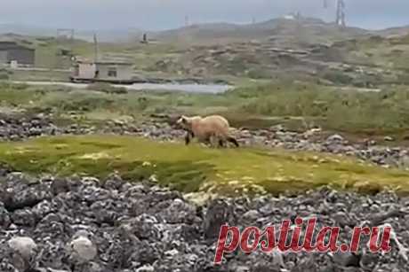 Очевидцы засняли в Заполярье игнорирующего людей медведя. В селе Териберка Мурманской области очевидцы засняли на видео гуляющего медведя, который проигнорировал местных жителей. На кадрах видно, как медведь уверенно движется вперед медленным шагом. Зверь даже не заметил северян, которые принялись неподалеку от него снимать гуляющего хищника на камеру.