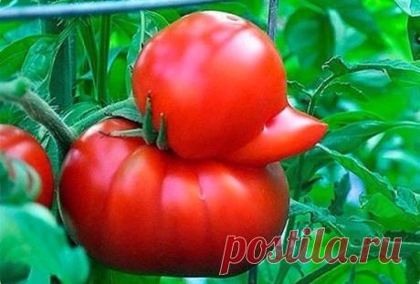 (55) Одноклассники
