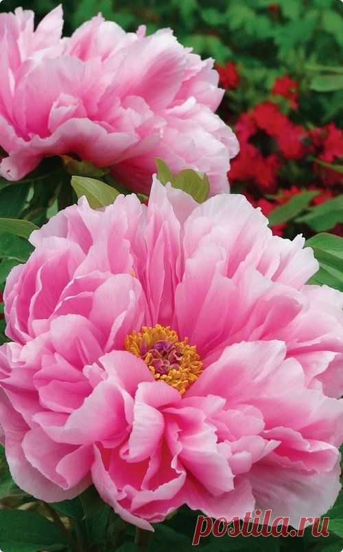 (21) Pinterest