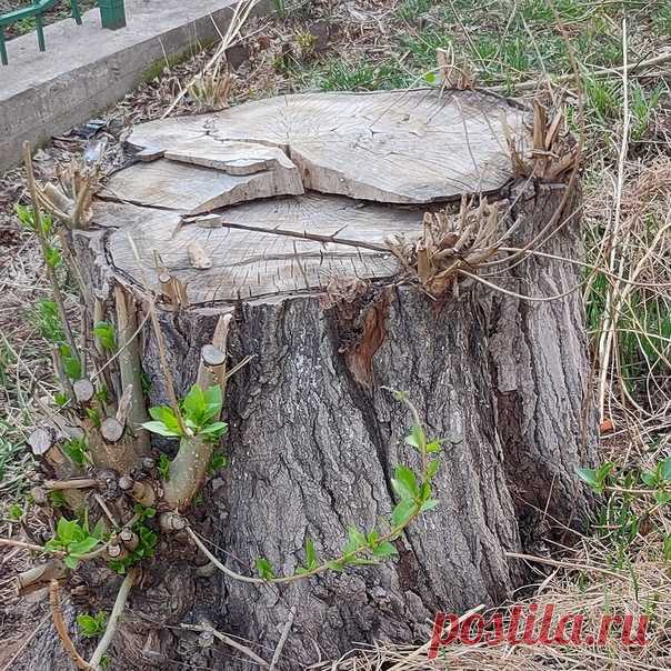 И даже пень в апрельский день березкой тоже стать мечтает... #весна #природа #красноярск