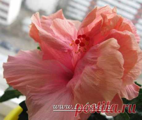 Гибискус или Хибискус (Hibiscus) | садовое растение