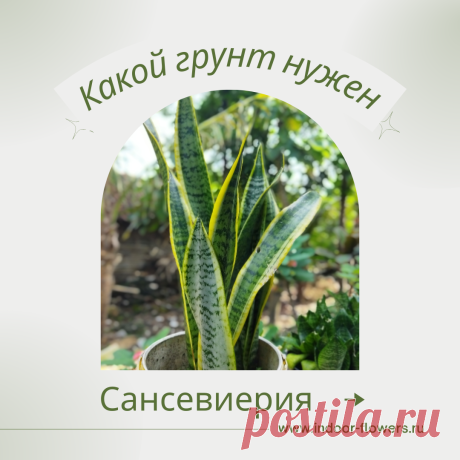 Сансевиерия. Какой грунт нужен? Интересуетесь Сансевиерия. Какой грунт нужен? ? Узнайте о разнообразных представителях этого вида, их уникальных особенностях и преимуществах. Получите полезные советы по уходу за Сансевиерия. Какой грунт нужен? в домашних условиях, включая требования к освещению, поливу, температуре и влажности.