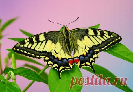 have a nice weekend everybody Papilio machaon stacked in Helicon