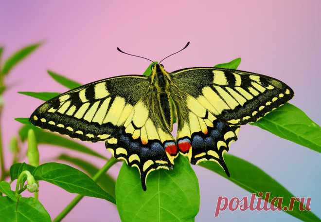 have a nice weekend everybody Papilio machaon stacked in Helicon