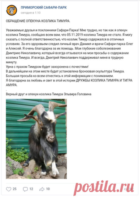 Не стало Тимура, любимца Амура.